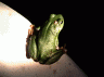 db_zaba.gif - 